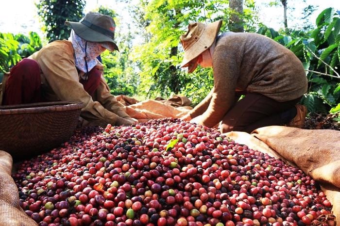 Agricultural Export Opportunities – A Growth Engine for Vietnam’s Agriculture Coffee export
