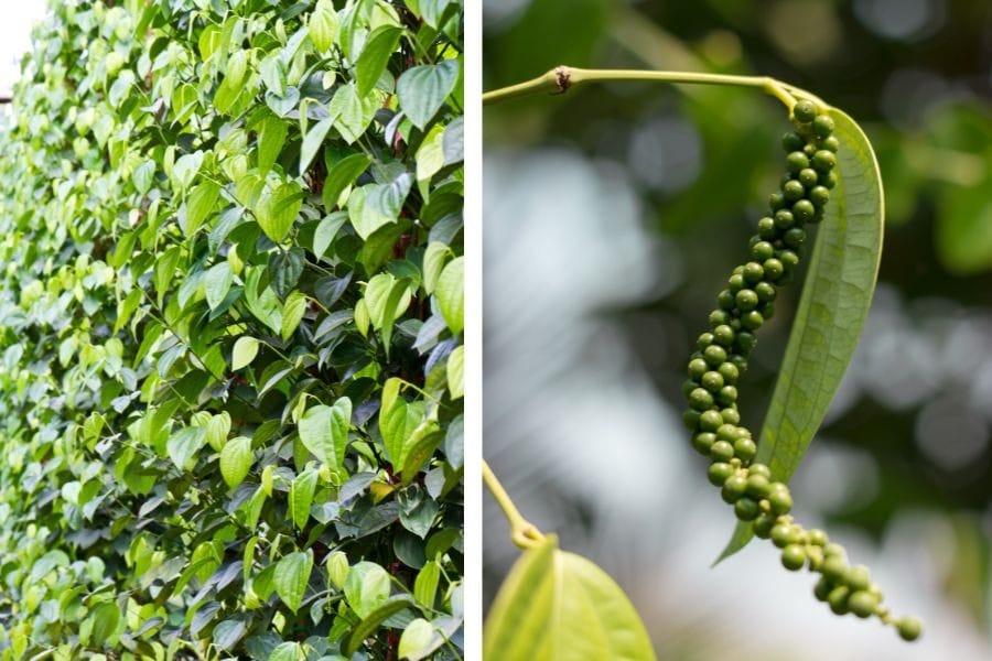 Agricultural Export Opportunities – A Growth Engine for Vietnam’s Agriculture Pepper and cashew nuts