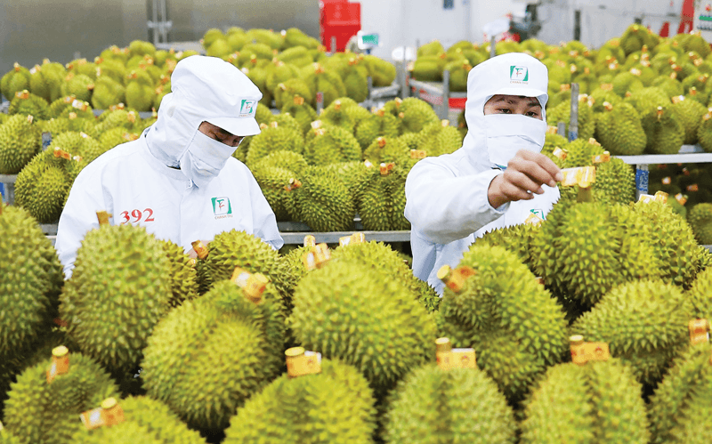 Agricultural Export Opportunities – A Growth Engine for Vietnam’s Agriculture Durian export