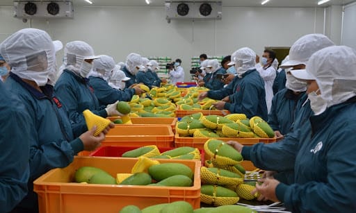 Export market requirements