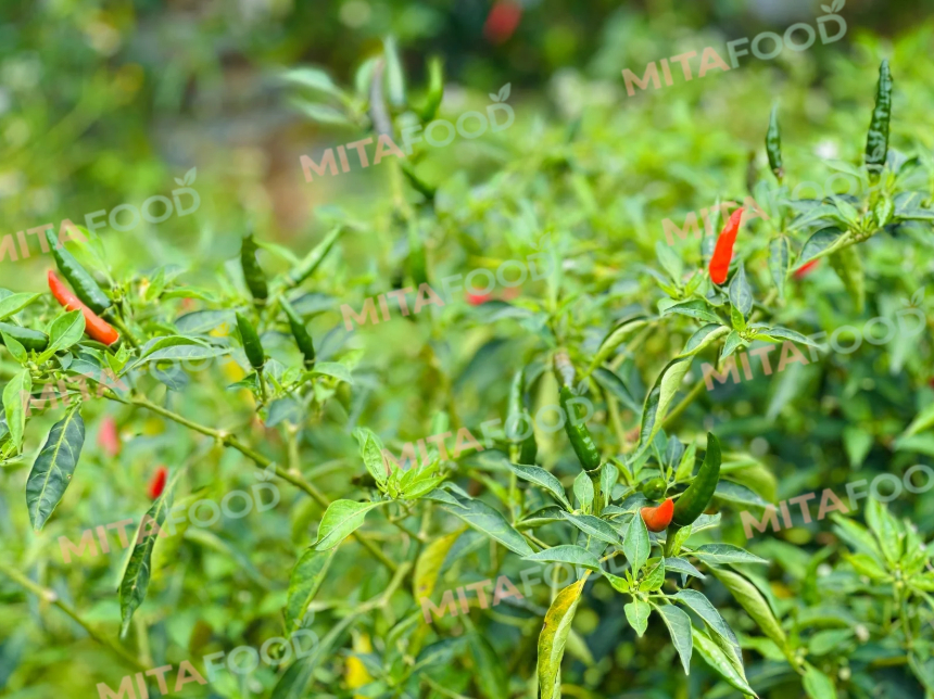 Global chili export market 