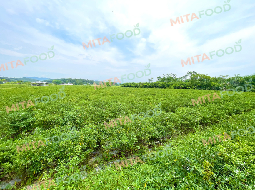 Main chili export markets of mitafood