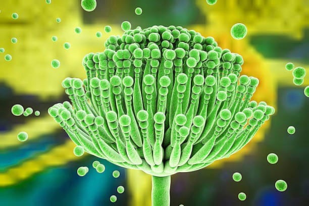 Mycotoxins (Fungal Toxins)