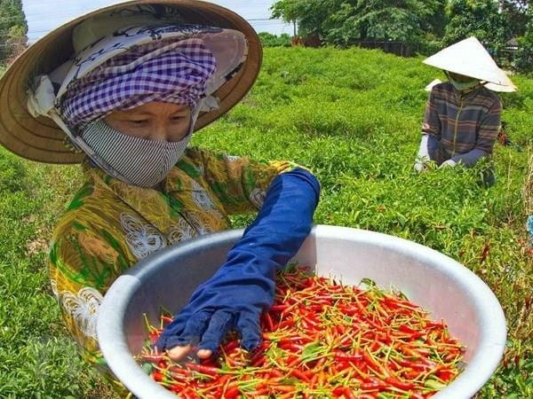 Quality Control at the Cultivation and Harvesting Stage