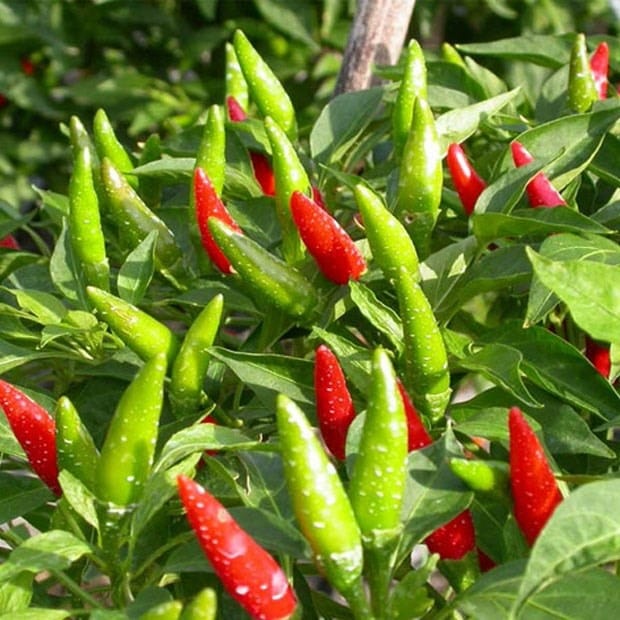 Chili pepper