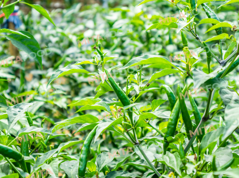 Chili Supplier for International Markets