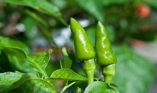 chili
