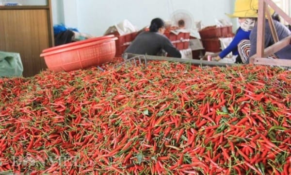 Update the latest export chili price today Export demand and international markets