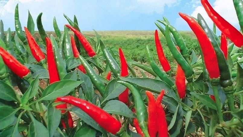Update the latest export chili price today Forecast of export chili price trends