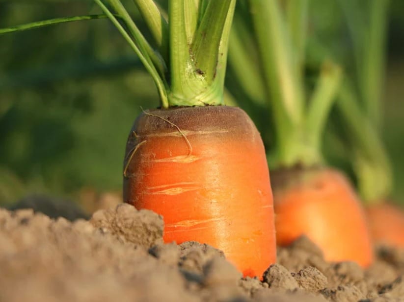 How many months to harvest carrots ? How to harvest carrots effectively? How many months to harvest carrots?