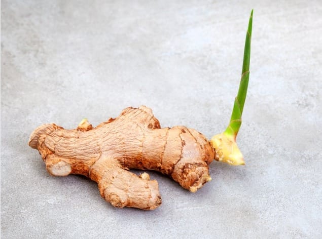 Is sprouted ginger edible? Is it safe? Is sprouted ginger edible?