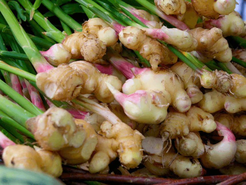 Explore how to preserve ginger with salt to keep it fresh for a long time Prestigious supplier of quality export ginger
