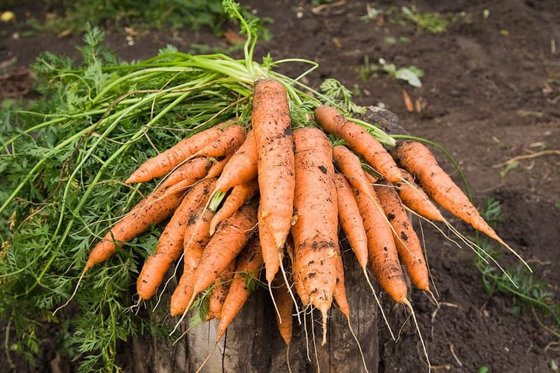 How many months to harvest carrots ? How to harvest carrots effectively? Tools and preparation before harvesting