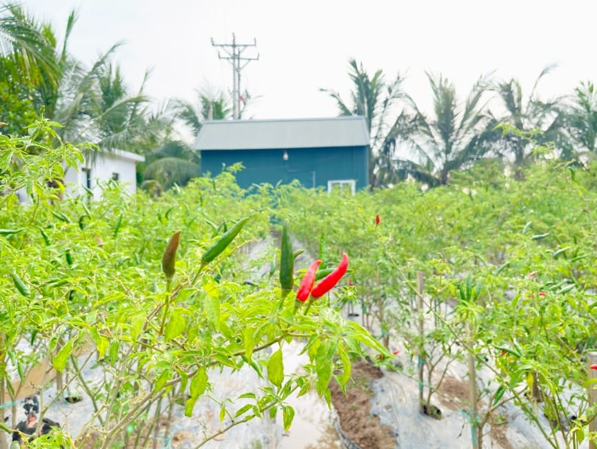 Types of hot peppers in Vietnam