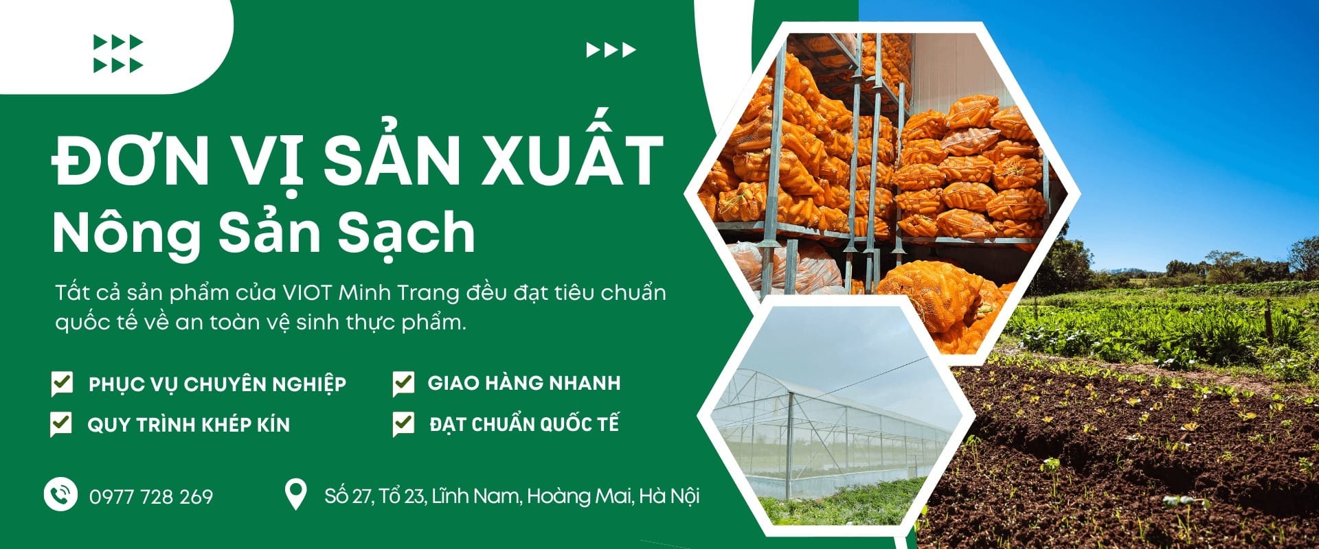Is sprouted ginger edible? Is it safe? Viot Minh Trang - Prestigious supplier of fresh ginger for export