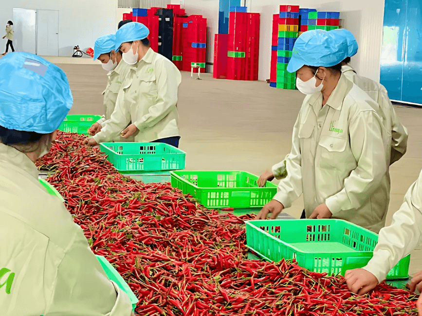 Viot Minh Trang - reputable supplier of Vietnamese hot peppers 