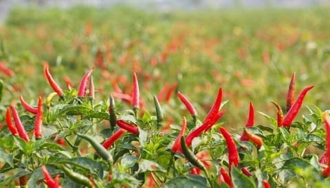 Update the latest export chili price today Weather and season conditions