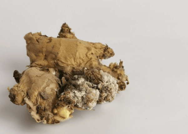 Is ginger poisonous if left for a long time? How to identify and use it safely Distinguishing Old Ginger and Rotten Ginger