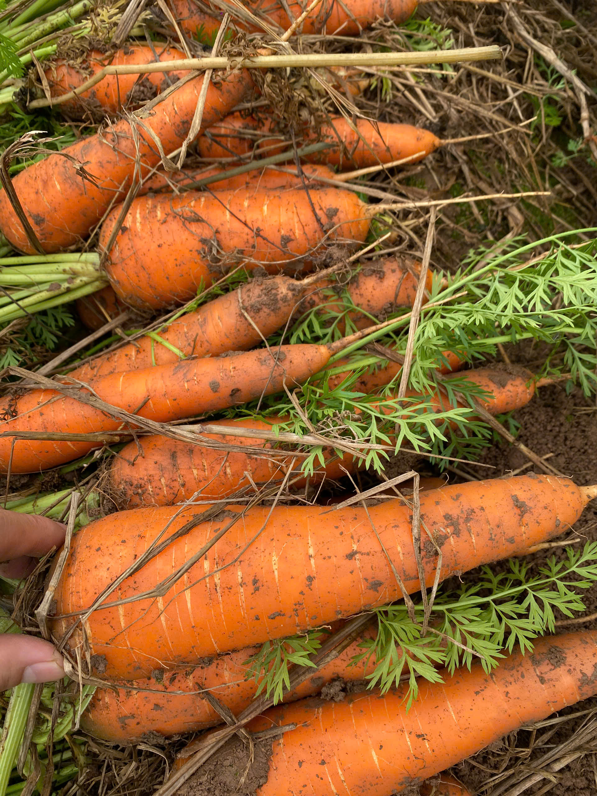 Exporting Fresh Carrots: A Comprehensive Guide to Quality Control, Batch Selection, and Traceability