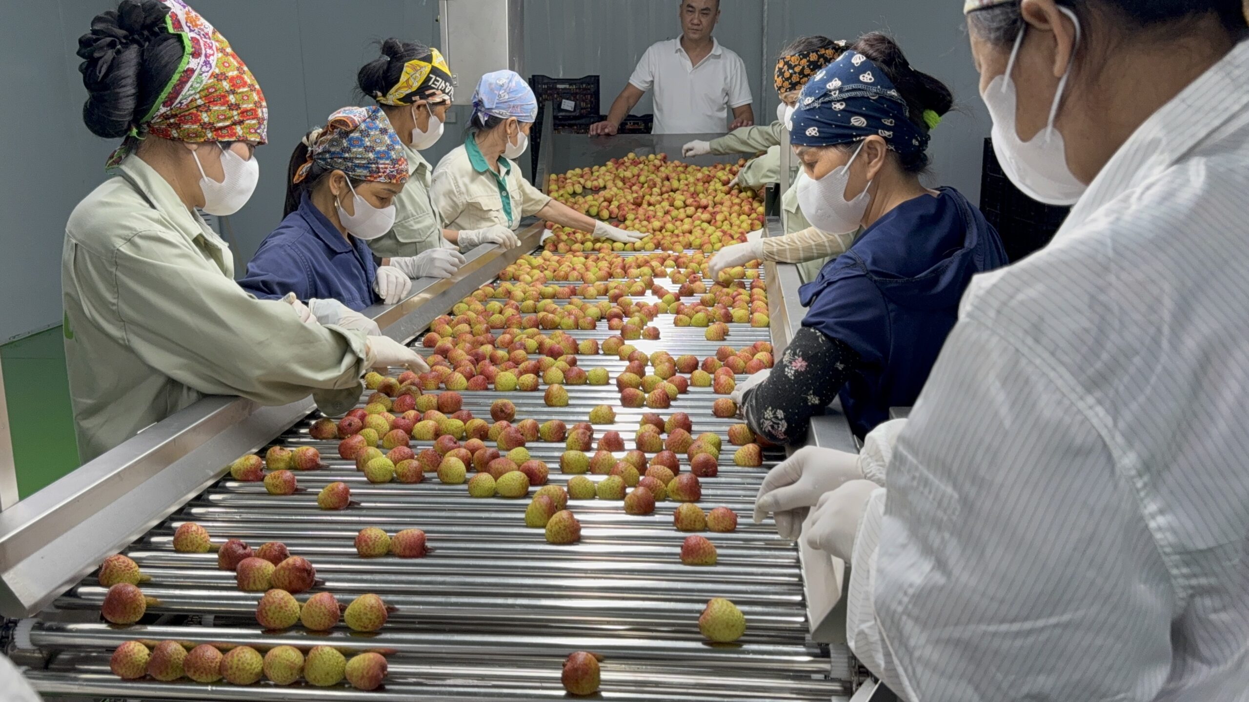 International Standard Lychee Export | VIOT Company
