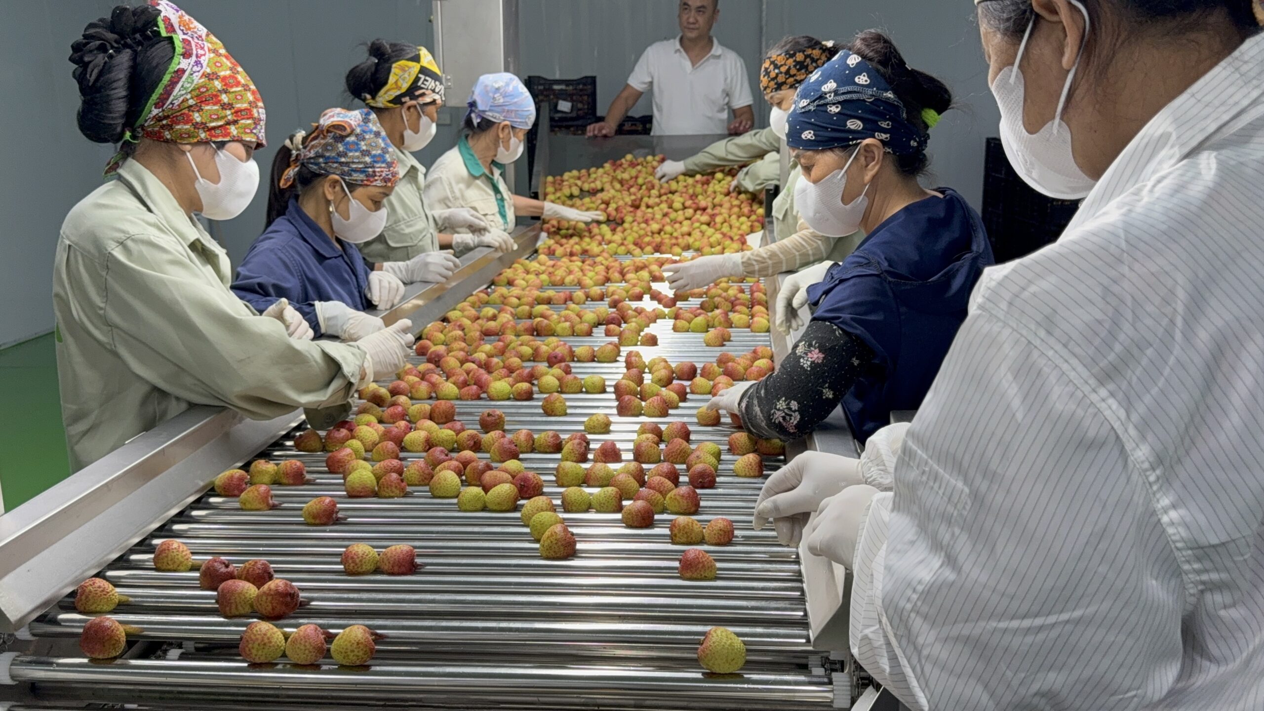 International Standard Lychee Export | VIOT Company