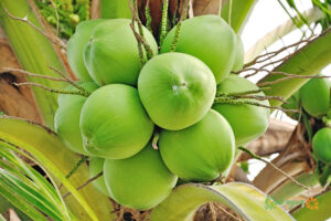 Fresh coconut