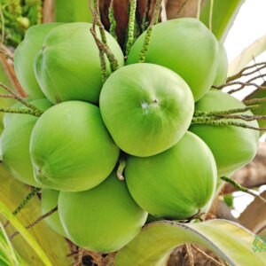 Fresh coconut