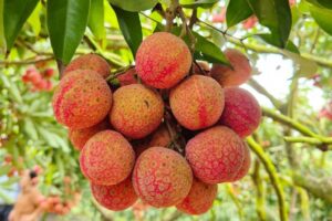 Fresh lychee