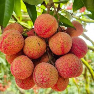 Fresh lychee