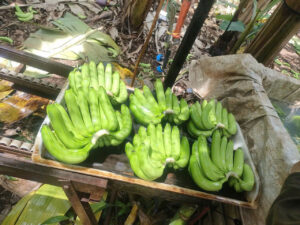 Fresh Cavendish bananas