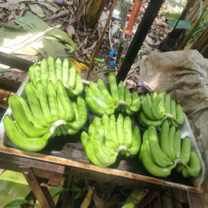 Fresh Cavendish bananas