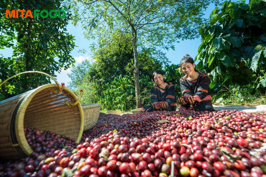 Large-volume Vietnam robusta green coffee beans for export Factors to consider when importing Vietnamese Robusta green coffee
