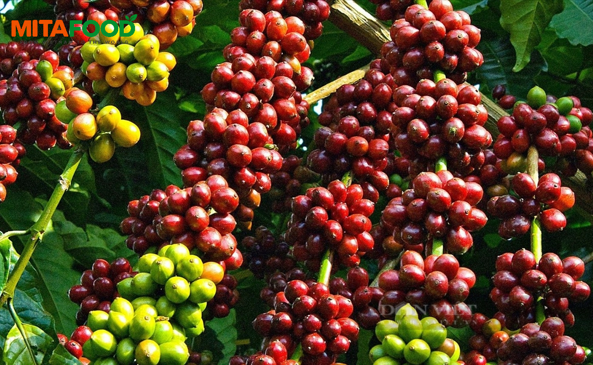 Large-volume Vietnam robusta green coffee beans for export Origin and growing region