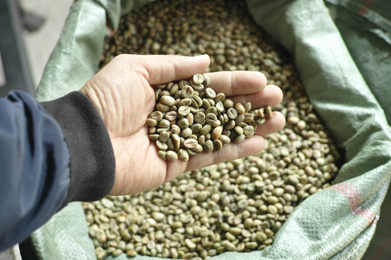 Vietnamese Robusta Green Coffee