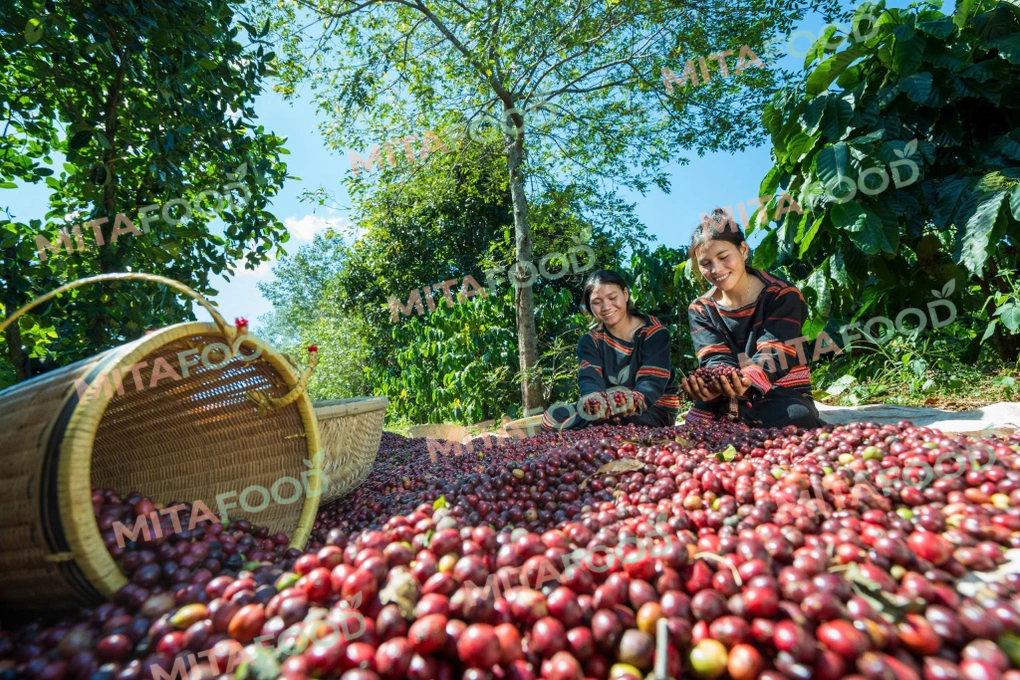 Large-volume Vietnam robusta green coffee beans for export Factors to consider when importing Vietnamese Robusta green coffee