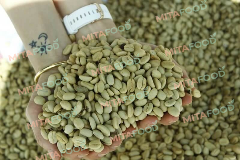How does mitafood control condensation and mold risks during ocean transportation of green coffee beans?