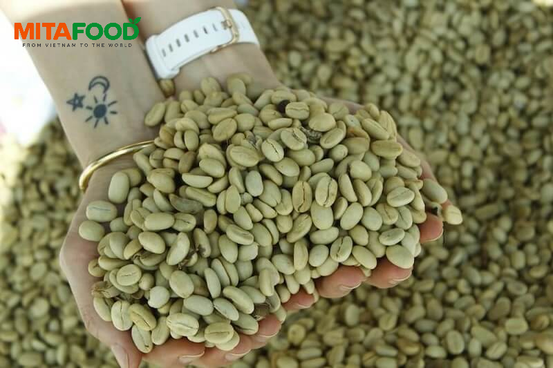 Green coffee beans Vietnam supplier with competitive prices, worldwide supply How does mitafood control condensation and mold risks during ocean transportation of green coffee beans?