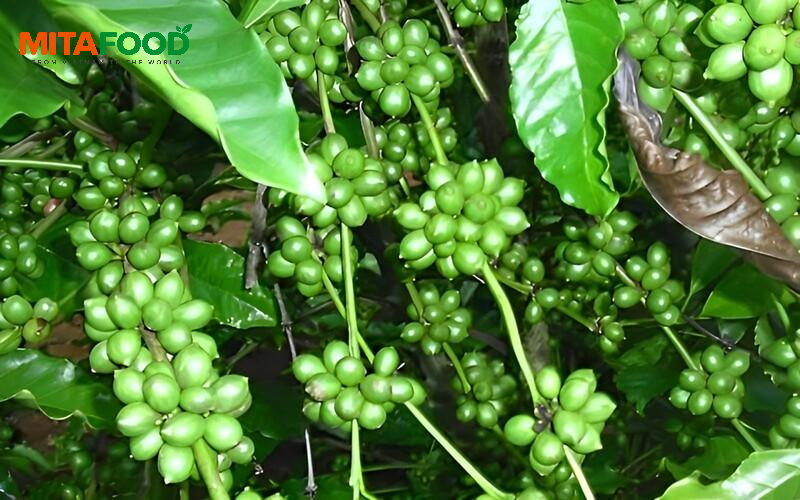 Green coffee beans Vietnam supplier with competitive prices, worldwide supply What grading standards does Mitafood apply to exported green coffee beans?
