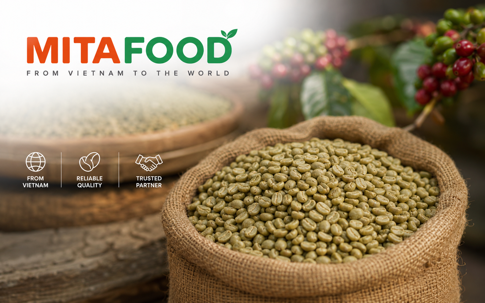 Green coffee beans Vietnam supplier with competitive prices, worldwide supply Mitafood – A Trusted Partner for Vietnam Green Coffee Beans Supply