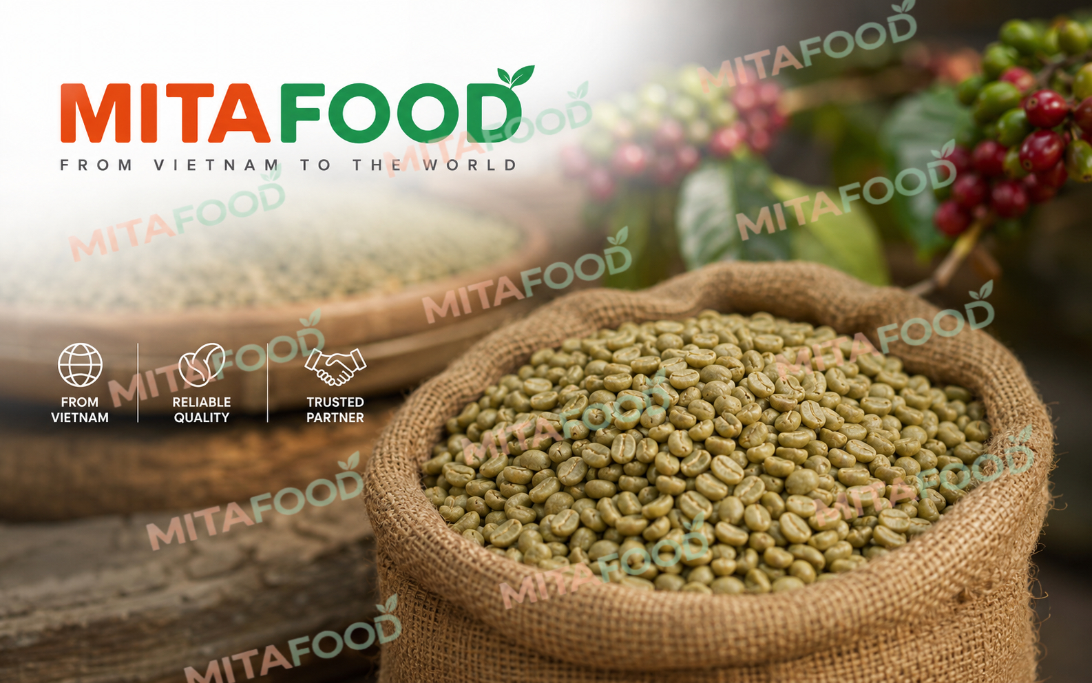 Mitafood – A Trusted Partner for Vietnam Green Coffee Beans Supply 