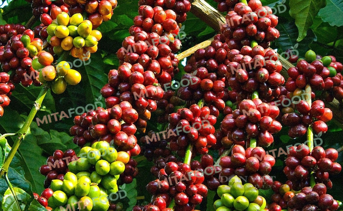 Large-volume Vietnam robusta green coffee beans for export Origin and growing region