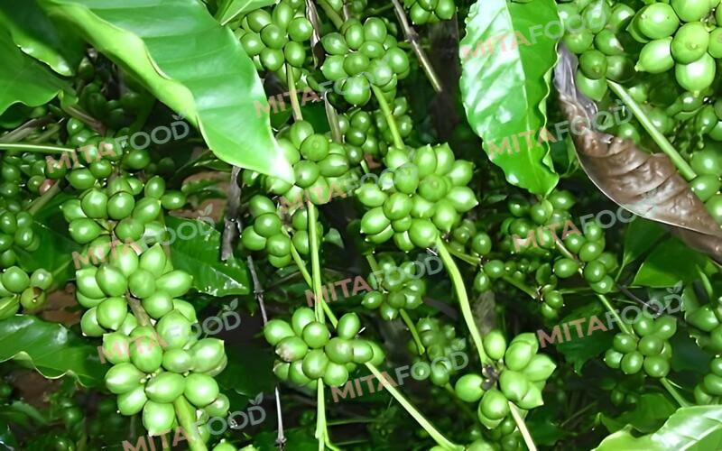 What grading standards does Mitafood apply to exported green coffee beans? 
