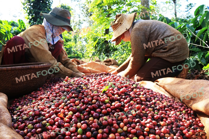 What Makes Son La Arabica Coffee Stand Out?