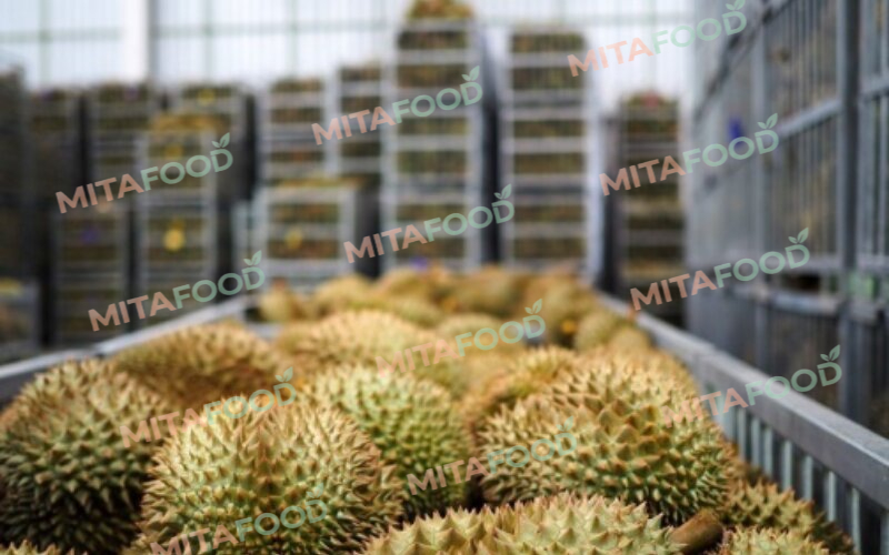 ISO-Standard IQF frozen durian production process at MitaFood Carton packaging and standard cold storage