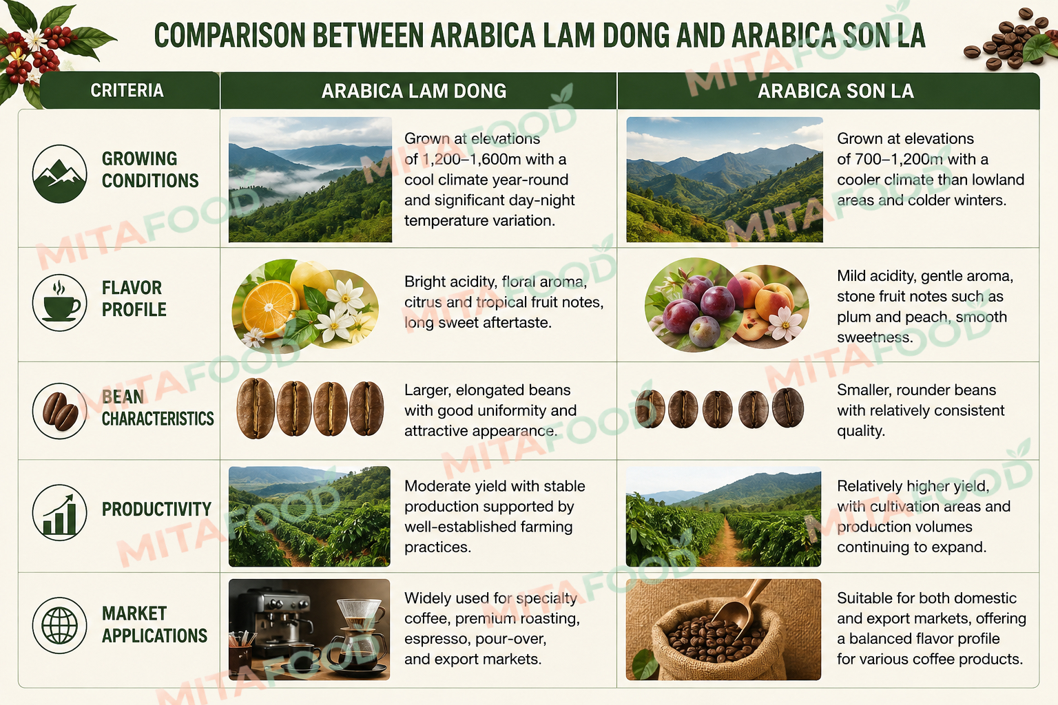 Comparison of lam dong arabica coffee and son la arabica coffee