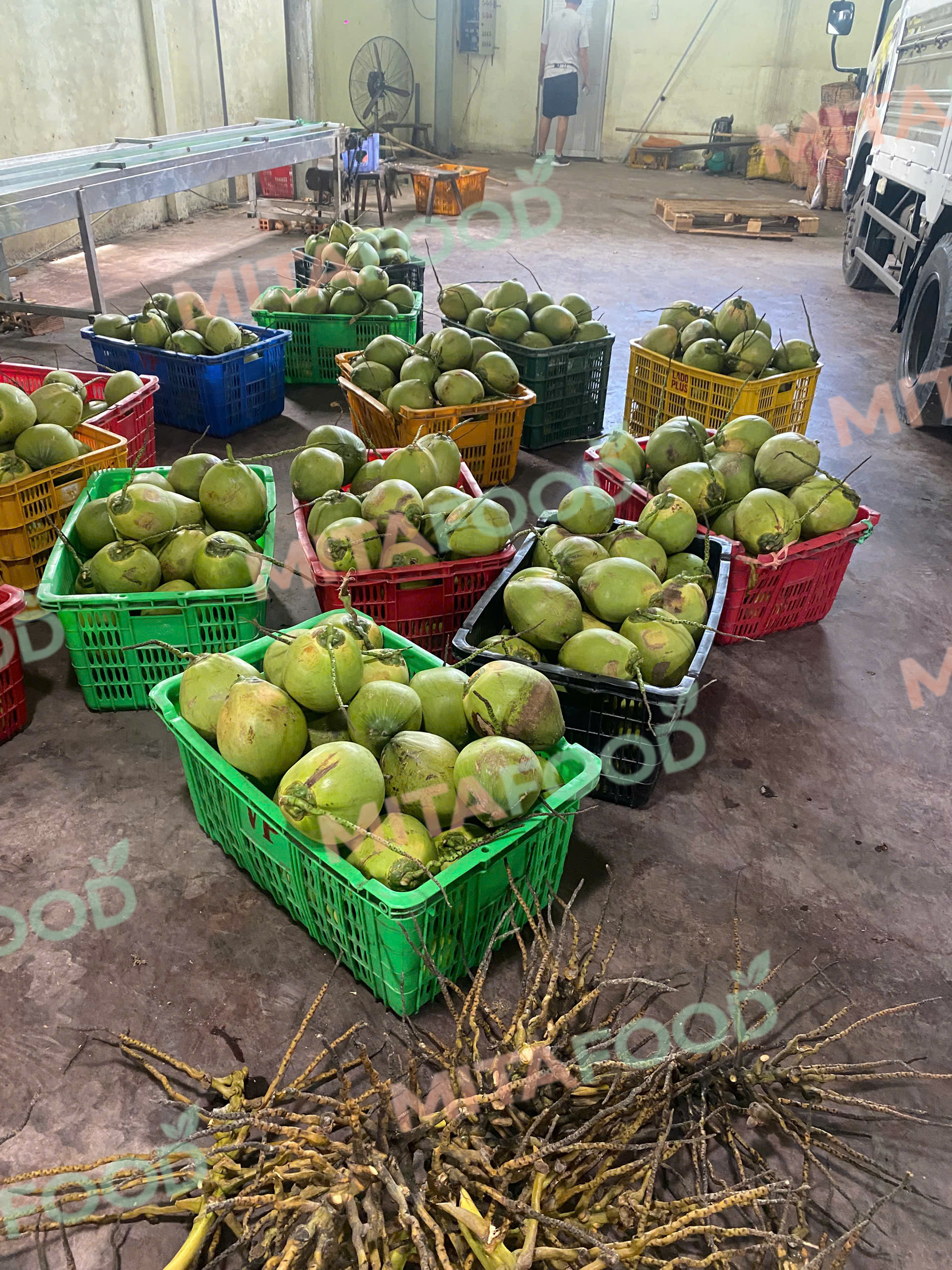 Fresh coconut export company in Vietnam: A reliable B2B sourcing partner How long can MitaFood fresh coconuts be stored during sea freight?