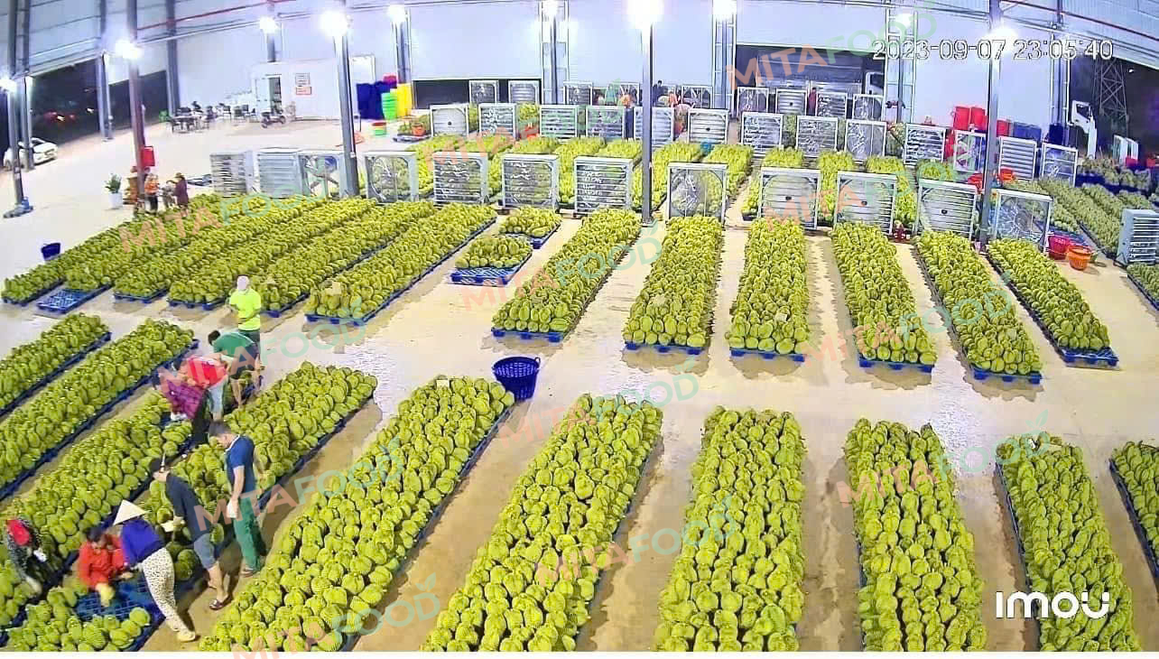 ISO-Standard IQF frozen durian production process at MitaFood How should frozen durian be thawed properly without compromising quality?