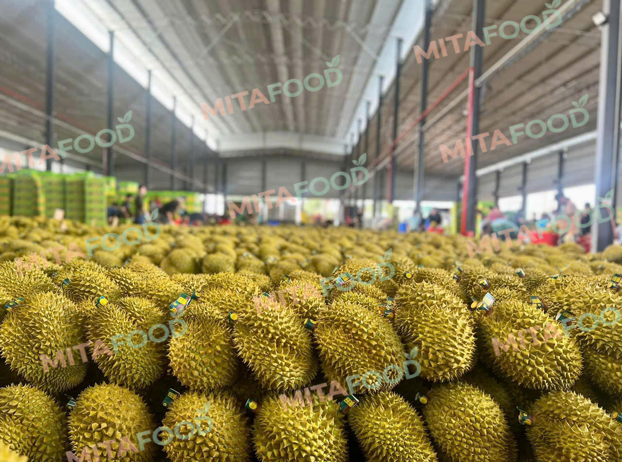 ISO-Standard IQF frozen durian production process at MitaFood Peeling and weighing in a sterile environment