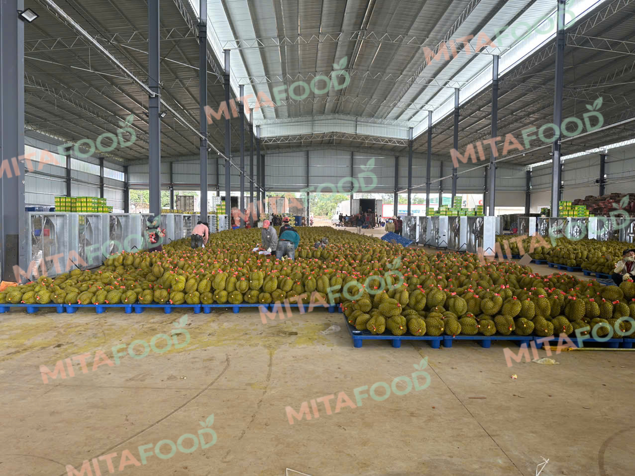 ISO-Standard IQF frozen durian production process at MitaFood Select and classify input materials