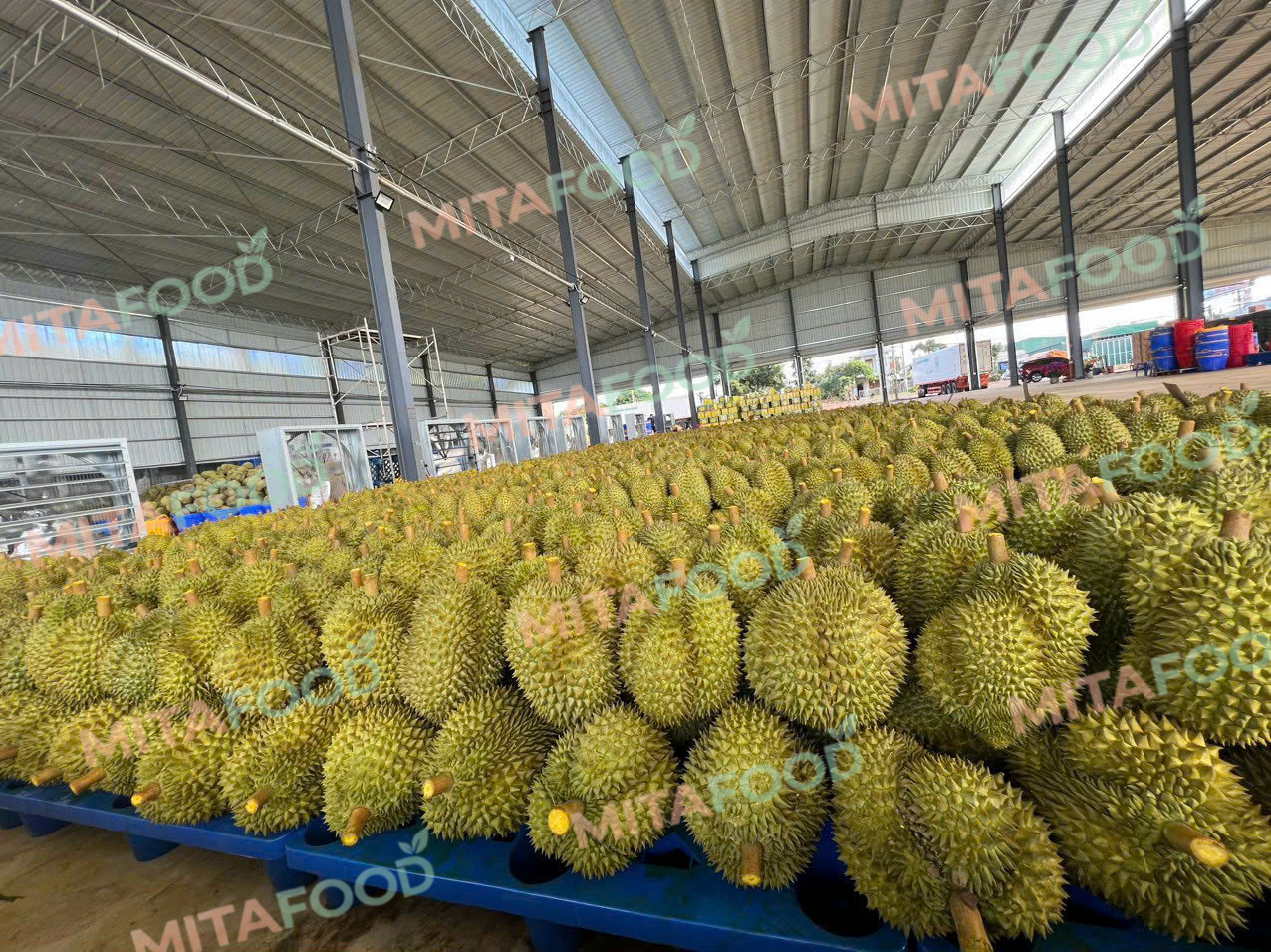 Latest updates on the durian export market What are the consumer trends for frozen durian in demanding markets?